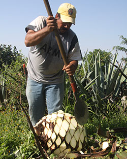 Fernando Garcia Maldonado